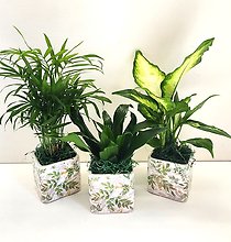 Mini Plant in Ceramic