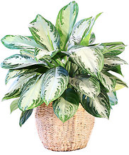 Chinese Evergreen House Plant