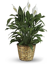 Peace Lily Deluxe