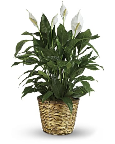 Peace Lily Deluxe