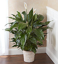 Deluxe Peace Lily