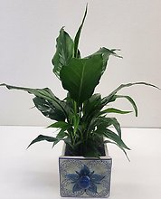 Small Peace Lily In Ceramic Drawer