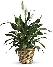 Peace Lily Plant Large