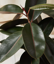 Rubber Tree House Plant
