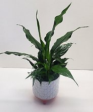 Small Peace Lily In Footed Ceramic