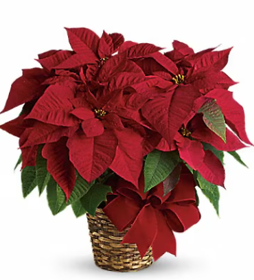 Red Poinsettia