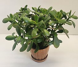 Jade Plant