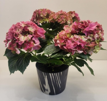 Pink Hydrangea Plant