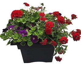 Square Patio Pot 14\" Sun