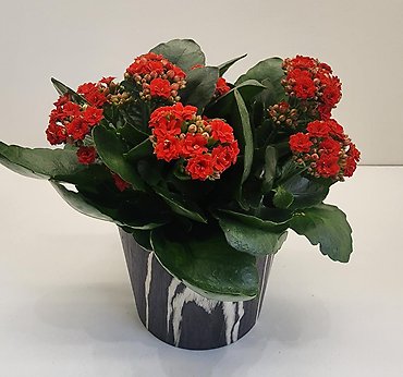 Kalanchoe Plant