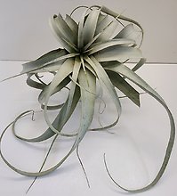 Tillandsia Xerographic Air plant