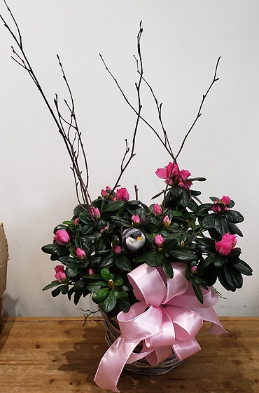 Blooming Azalea