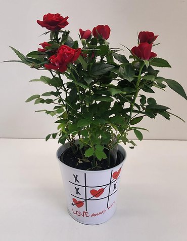 Tic Tac Rose Bush