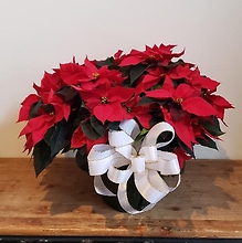 10\" Deluxe Red Poinsettia