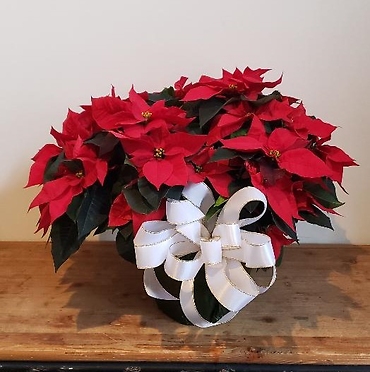 Deluxe Red Poinsettia