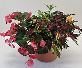 Shade Patio Pot 10\"
