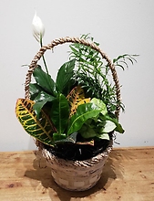 Braided Basket Planter - Medium