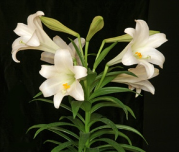 Easter Lily - Double