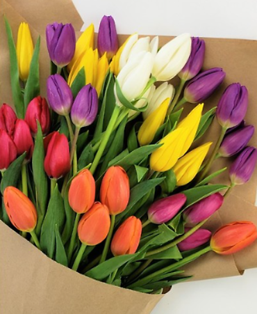 *Tulips Wrapped Staring At