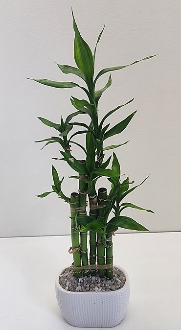 Lucky Bamboo