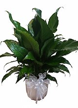 Comfort Planter - Large