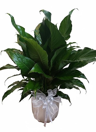 Comfort Planter - Large