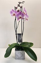 Phalaenopsis Orchid