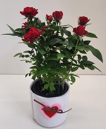 Mini Rose Bush Of Love
