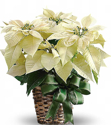 White Poinsettia