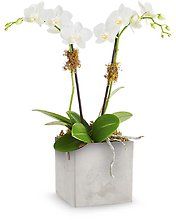 Orchid Artistry