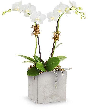 Orchid Artistry