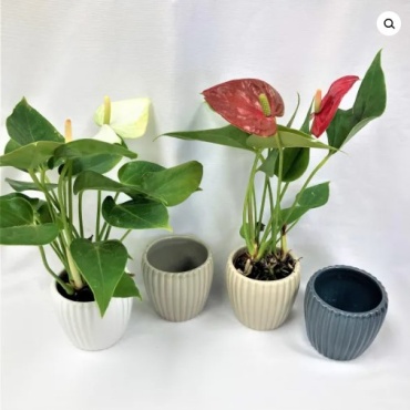 Mini Anthurium Plant