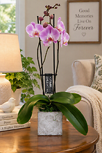 Phalaenopsis Orchid