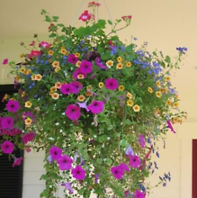 Hanging Basket Full Sun Variety