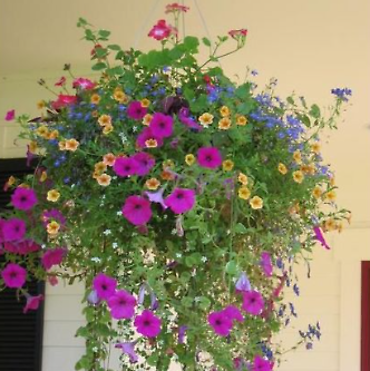 Hanging Basket Full Sun Variety