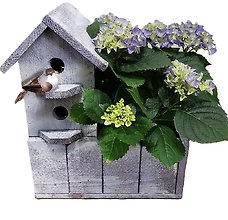 Hydrangea In Birdhouse Sale