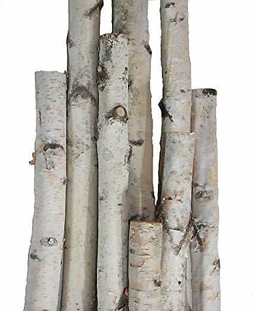 Birch Poles