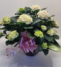 Large Hydrangea Wrapped