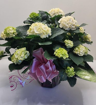 Large Hydrangea Wrapped