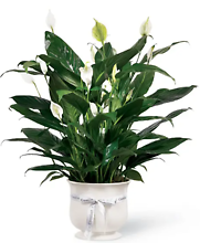 Comfort Planter