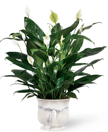 Comfort Planter