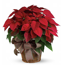 Large Red Poinsettia
