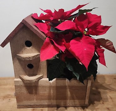 Poinsettia in Birdhouse
