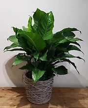Peace Lily in Gray Natural 10\" Pot