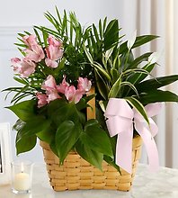 Living Spirit Dish Garden