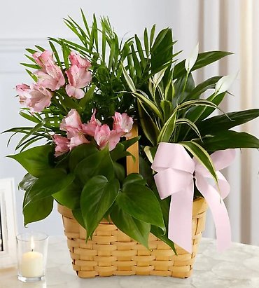 Living Spirit Dish Garden