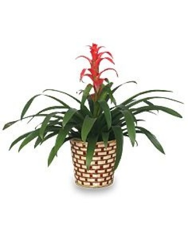 Bromeliad Plant