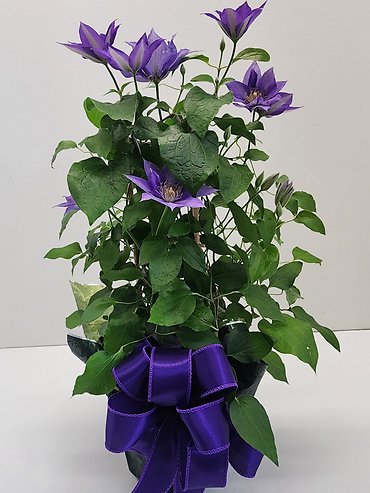 Clematis Climbing Perennial