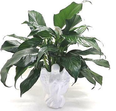 Angel Of Peace - Large