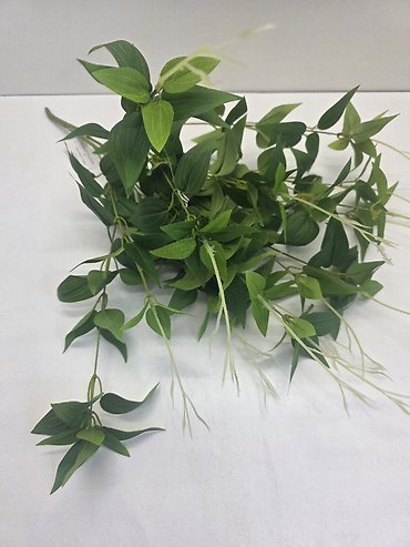 Jasmine Bush
